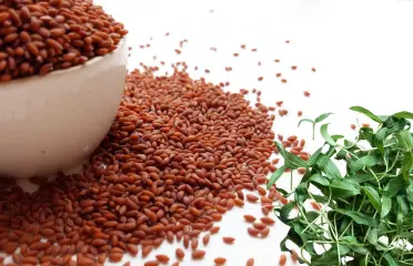 garden cress oil article image of azara natural