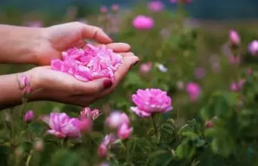 damask rose oil image article of azara natural
