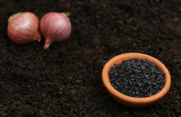 onion oil article image by azara natural
