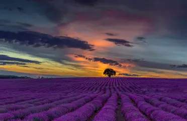 lavender oil article image by azara natural