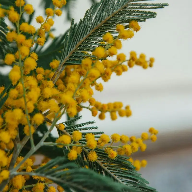 Acacia Senegal tree — Gum Arabic