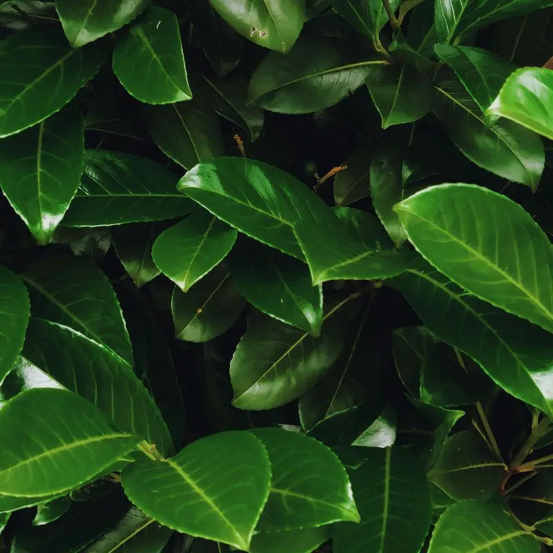Bay laurel leaves — Laurus nobilis