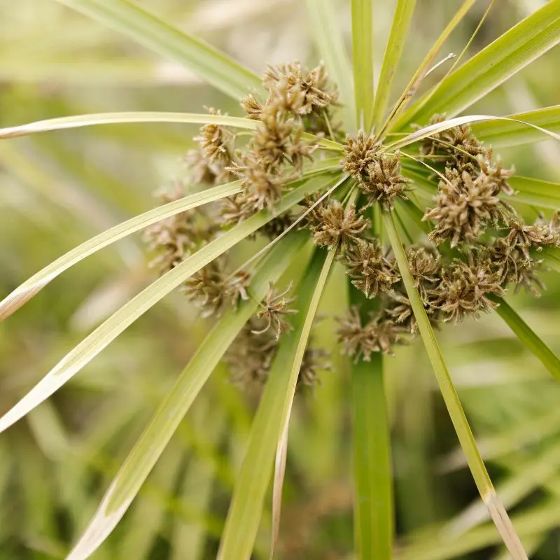 Cyperus Rotundus — Nutgrass plant