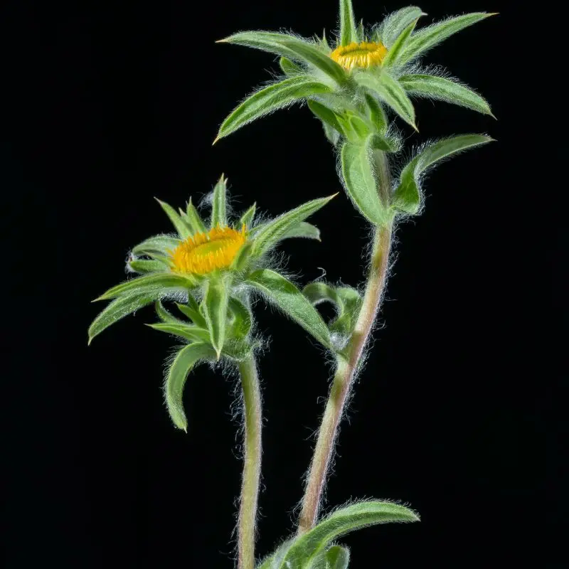 Dittrichia Viscosa plant