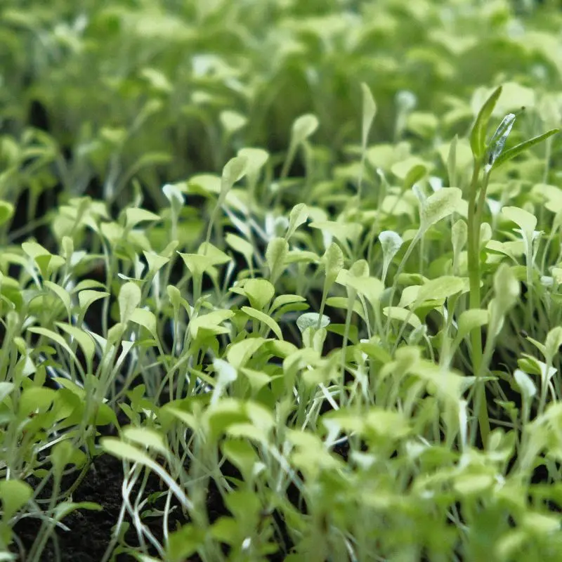 Garden cress — Lepidium sativum