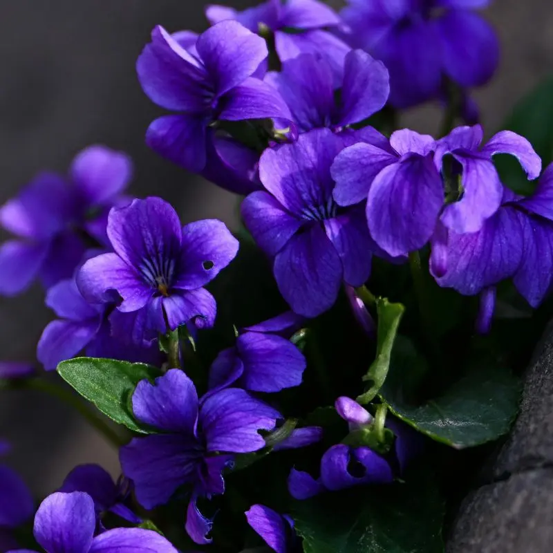 Violet flowers — Viola odorata
