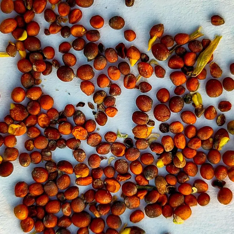 Arugula seeds — Eruca sativa