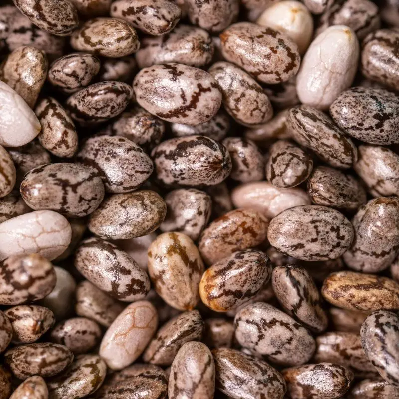 Castor seeds — Ricinus communis