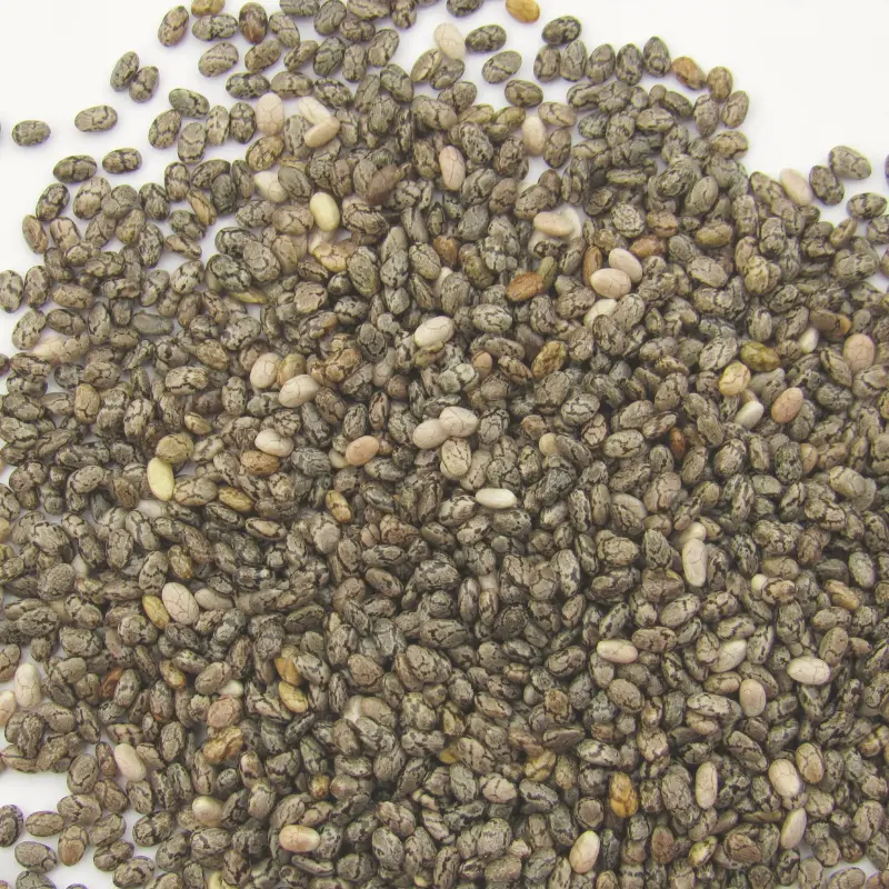 Chia seeds — Salvia hispanica