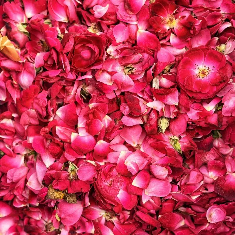 Rosa damascena botanical source