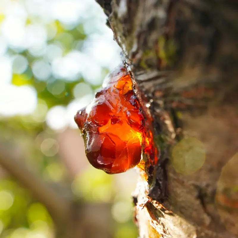 Boswellia frankincense resin on tree bark