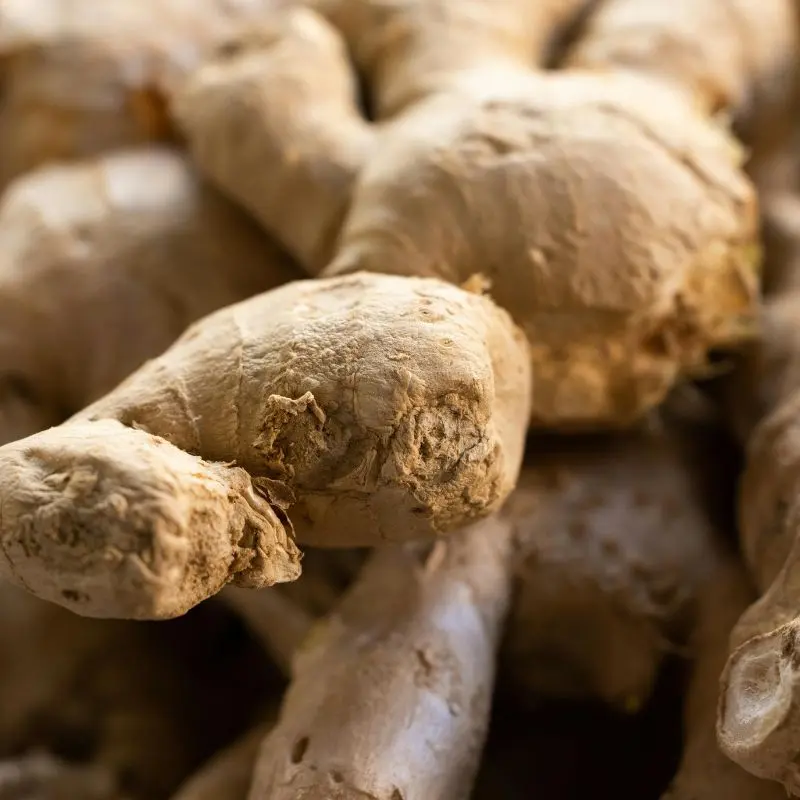 Ginger root — Zingiber officinale