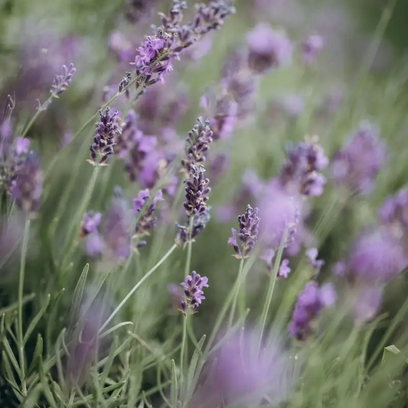 Lavender flowers — Lavandula angustifolia