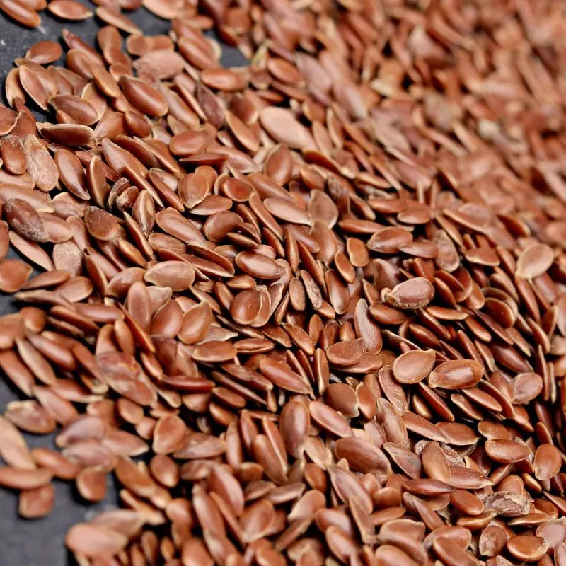 Linseed flax seeds — Linum usitatissimum