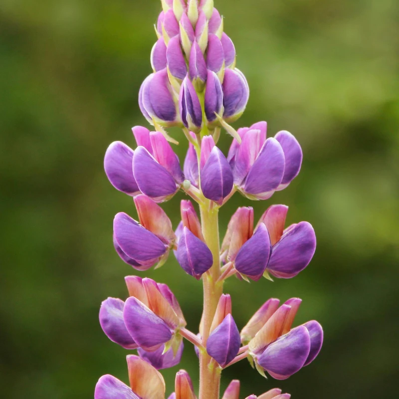 Lupinus albus white lupin flowers