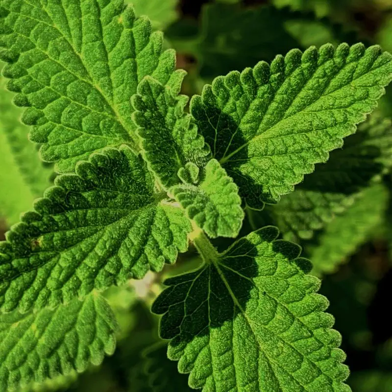 Mint peppermint leaves — Mentha arvensis