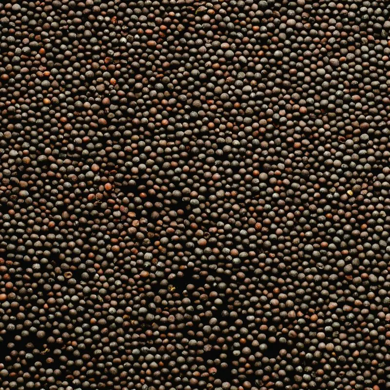 White mustard seeds — Brassica alba