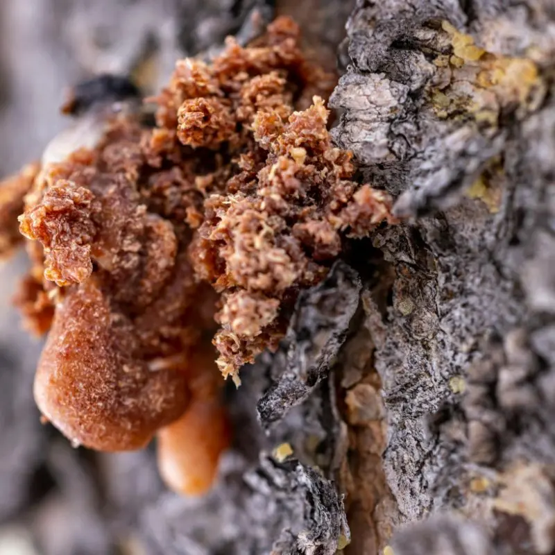 myrrh resin product ingredient image azara natural