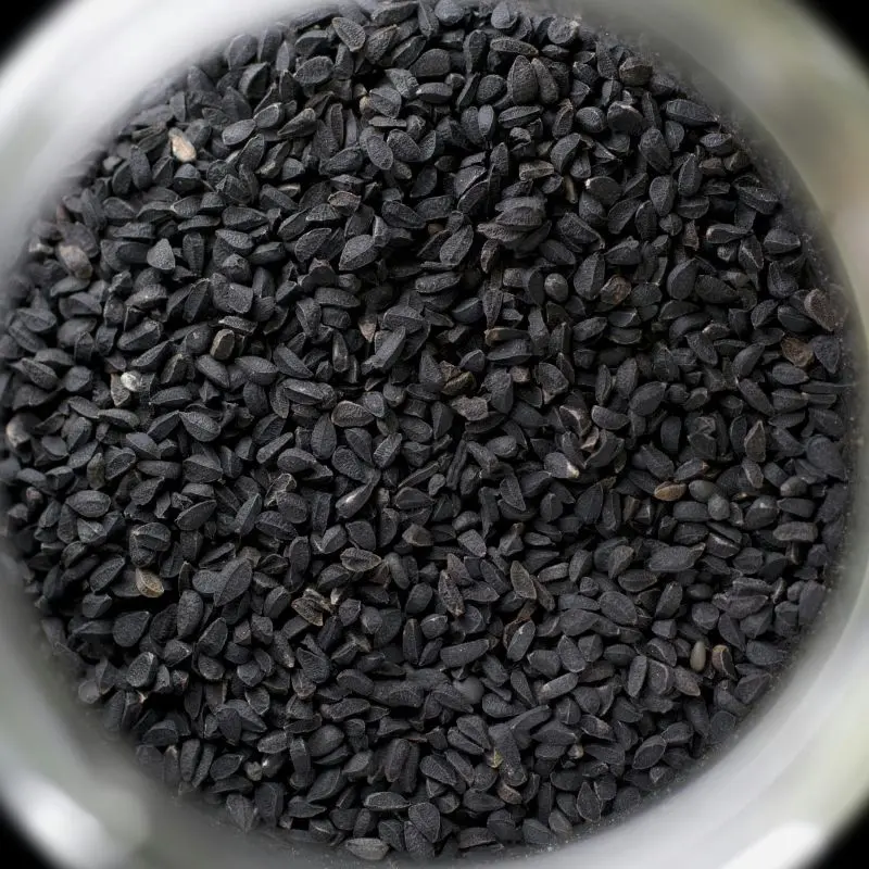Onion seeds — Allium cepa