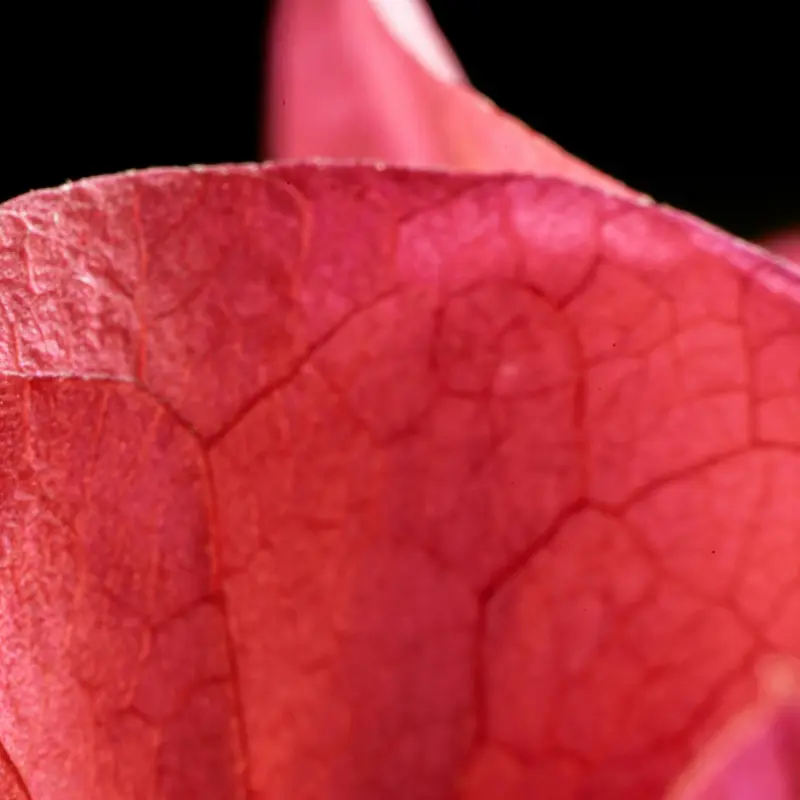 Rosa Damascena petal macro close-up