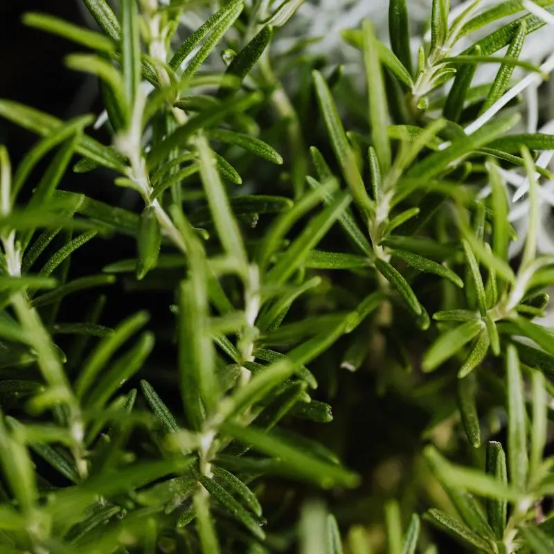 Rosmarinus officinalis botanical source