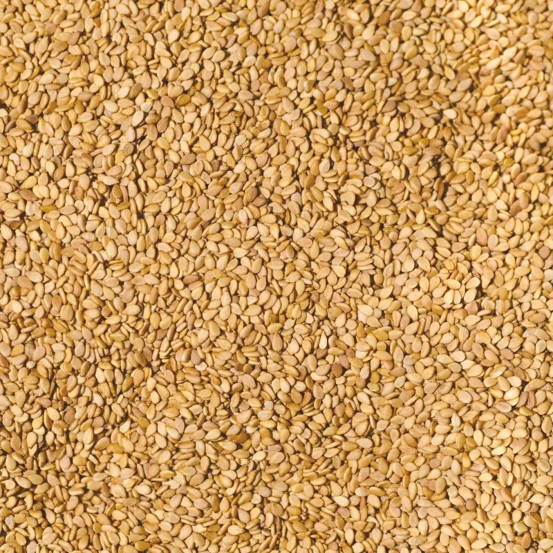 Sesame seeds — Sesamum indicum