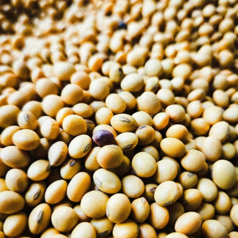 Soybean seeds — Glycine soja carrier oil