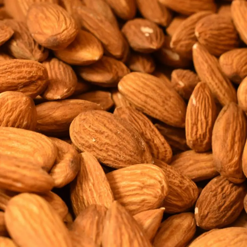 Sweet almond — Prunus amygdalus dulcis