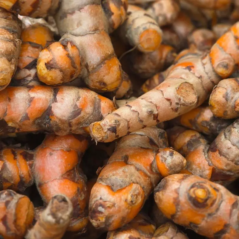 Turmeric root — Curcuma longa