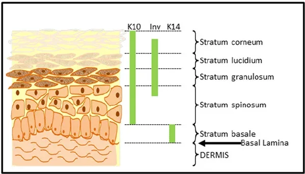 How-Skin-Absorbs-Oils-and-Distilled-Waters-The-Complete-Science-Guide-By-Azara-natural.