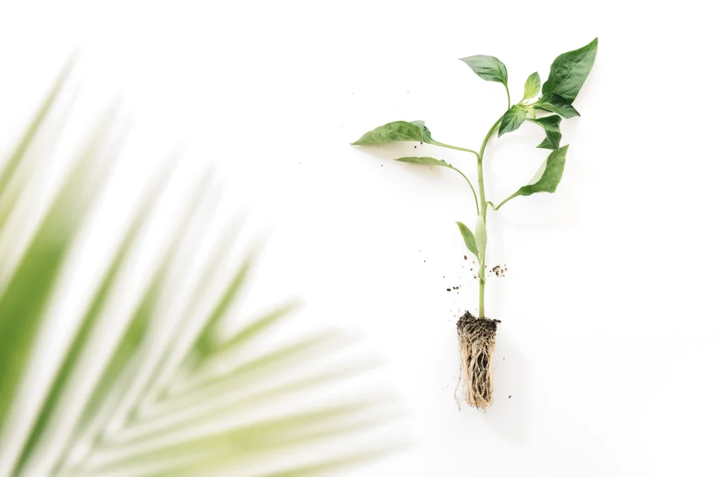 We Keep Feeding the Leaves — A Question You Won't Be Able to Un-Ask Azara Natural Murad Mohamad