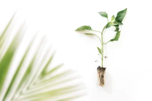 We Keep Feeding the Leaves — A Question You Won't Be Able to Un-Ask Azara Natural Murad Mohamad